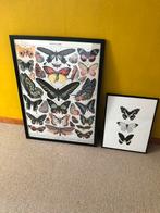 2 zwarte lijsten met posters van vlinders, Zo goed als nieuw, 50 tot 75 cm, 50 tot 75 cm, Ophalen