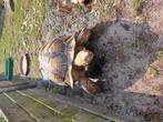Sporenschildpad Centrochelys sulcata man, Dieren en Toebehoren, Reptielen en Amfibieën, Schildpad, 11 jaar of ouder