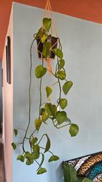Epipremnum drakenklimop hangplant, Ophalen, Overige soorten, Halfschaduw, In pot