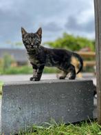 Kittens, Dieren en Toebehoren, Katten en Kittens | Overige Katten, Meerdere dieren, Kortharig, 0 tot 2 jaar