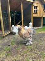 Zijdehoen (kriel) haan zoekt nieuw thuis., Dieren en Toebehoren, Pluimvee, Mannelijk, Kip