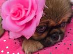 Mooi pekingees teefje te koop (LAATSTE UIT HET NEST), Dieren en Toebehoren, Honden | Chihuahua's en Gezelschapshonden, Rabiës (hondsdolheid)