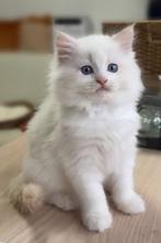Bijzondere rode (flame) bicolor Ragdoll kittens met stamboom, Meerdere dieren, Met stamboom, 0 tot 2 jaar