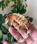 Wimper gekko RTB bewezen man, Hagedis, 0 tot 2 jaar