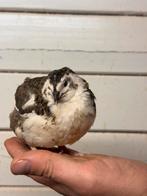 Japanse Kwartel (Jumbo) HENNEN en BROEDEIEREN te koop, Dieren en Toebehoren, Vogels | Overige Vogels, Vrouwelijk, Tam