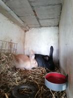 Vlaamse reuzen, Dieren en Toebehoren, Mannelijk, Groot, 0 tot 2 jaar