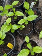 granaatappel plantjes, Ophalen, Vaste plant, Fruitplanten, Volle zon