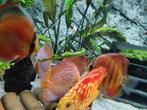 Discus vissen te koop aangeboden, Dieren en Toebehoren, Vis