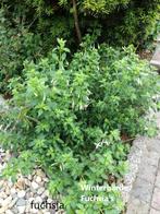 Winterharde Fuchsia's, Halfschaduw, Zomer, Vaste plant, Overige soorten