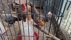 Trio sebright., Dieren en Toebehoren, Pluimvee, Meerdere dieren, Kip