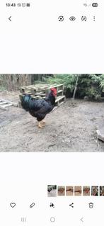 Broedeieren, Dieren en Toebehoren, Pluimvee, Geslacht onbekend, Kip