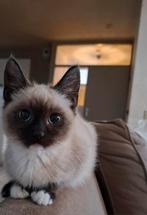 Prachtige Ragdoll poesjes te reserveren., Dieren en Toebehoren, Katten en Kittens | Raskatten | Langhaar, Meerdere dieren, Ontwormd