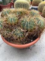Cactus Fraai op kleur Ferocactus Glaucescens 45 cm schaal., Ophalen of Verzenden, Minder dan 100 cm, Bloeiende kamerplant, Volle zon