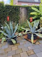 2 Franse Agaves, volwassen,  15 jr oud, Tuin en Terras, Volle zon, Vaste plant, Zomer, Ophalen