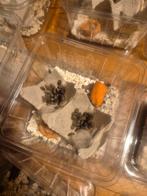 Dubias voederdieren babydubia, Dieren en Toebehoren, Insecten en Spinnen