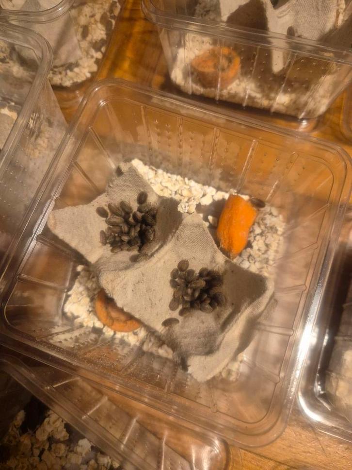 Dubias voederdieren babydubia, Dieren en Toebehoren, Insecten en Spinnen