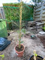 Mimosa acacia dealbata struik, Tuin en Terras, Overige soorten, Ophalen