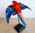 Opgezette prachtrosella vliegend, Ophalen of Verzenden, Nieuw, Vogel, Opgezet dier