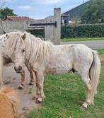 Palomino hengst 1 jaar oud, Dieren en Toebehoren, Pony's, 0 tot 2 jaar, Hengst, A pony (tot 1.17m), Gechipt