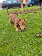 Jack Russell pup, Reu, Eén hond, Nederland, Particulier