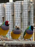 3x man Gouldamadine Natuurbroed Koudkweek 2025, Mannelijk, Tropenvogel, Geringd