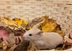 Jonge tamme goudhamsters ( man) geen groothandel, Dieren en Toebehoren, Hamster, Mannelijk, Tam, September