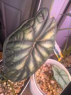 Alocasia Dragon Scale groot blad in Pon, Huis en Inrichting, Kamerplanten, Ophalen, Halfschaduw, Minder dan 100 cm