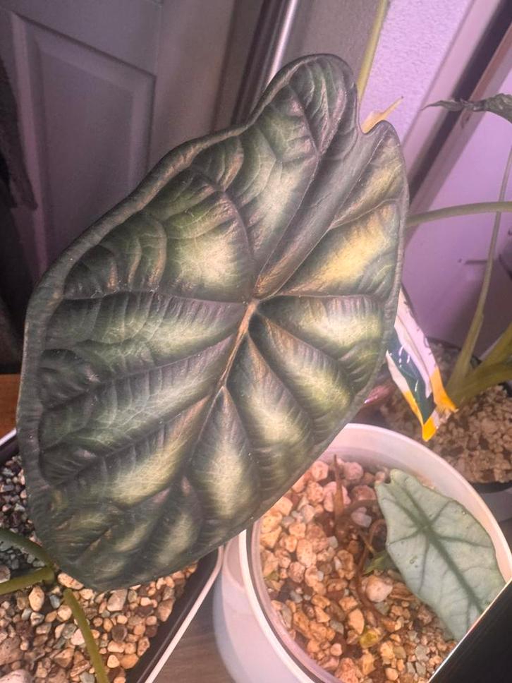 Alocasia Dragon Scale groot blad in Pon, Huis en Inrichting, Kamerplanten, Minder dan 100 cm, Halfschaduw, Ophalen