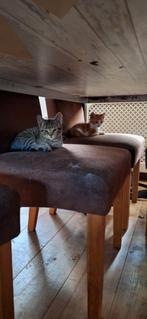 Kittens, Meerdere dieren