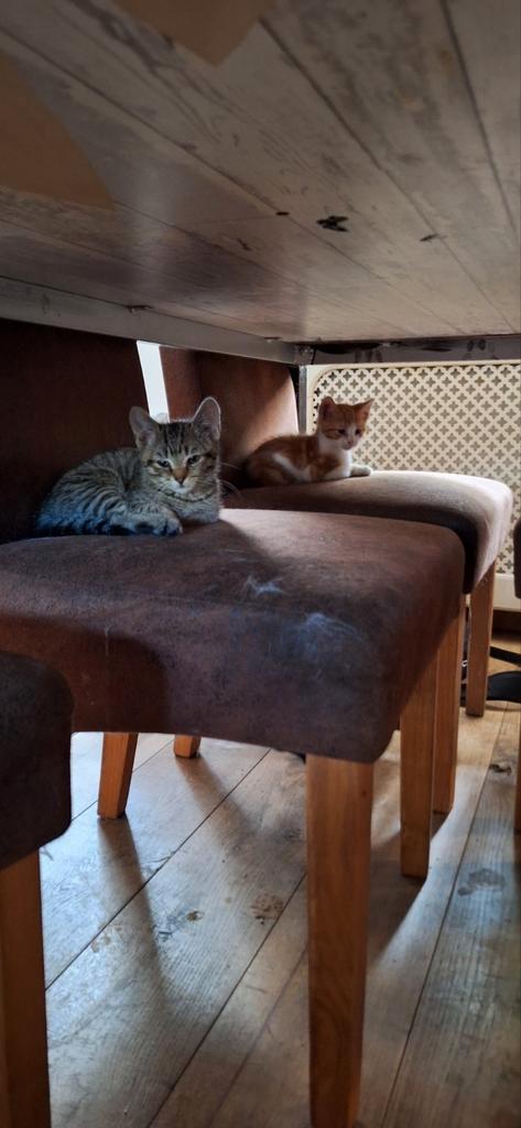 Kittens, Dieren en Toebehoren, Katten en Kittens | Overige Katten, Meerdere dieren