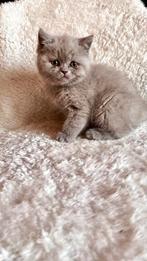 Britse korthaar kittens, Dieren en Toebehoren, Katten en Kittens | Raskatten | Korthaar, Meerdere dieren, Ontwormd, 0 tot 2 jaar