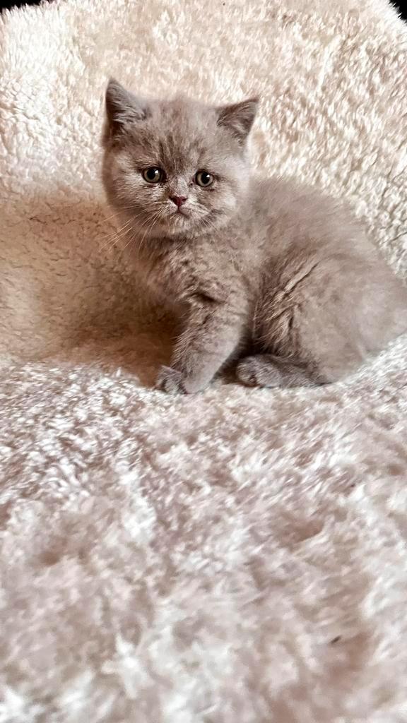 Britse korthaar kittens, Dieren en Toebehoren, Katten en Kittens | Raskatten | Korthaar, Meerdere dieren, 0 tot 2 jaar, Ontwormd
