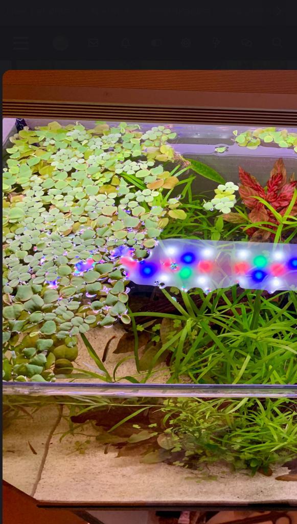 Drijfplanten Salvinia en Phyllanthus fluitans, Dieren en Toebehoren, Vissen | Aquaria en Toebehoren, Nieuw, Plant(en), Steen of Hout