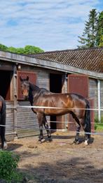 Bijrijder gezocht, Dieren en Toebehoren, Paarden en Pony's | Verzorgingsproducten, Ophalen, Zo goed als nieuw