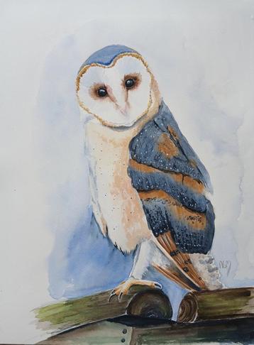 aquarel kerkuil beschikbaar voor biedingen