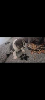 Franse bulldog pups, Dieren en Toebehoren, Rabiës (hondsdolheid), 8 tot 15 weken, Bulldog, Meerdere