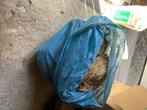 Stro, Dieren en Toebehoren, Dierenvoeding, Ophalen, Knaagdier of Konijn