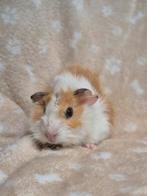 Allerliefste borstel cavia beertje creme wit zwart, Dieren en Toebehoren, Cavia, Mannelijk, Juli, Tam