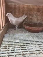 Takla duif, Dieren en Toebehoren, Vogels | Duiven, Mannelijk, Overige soorten
