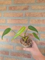 Monstera Burle Marx Flame, Ophalen of Verzenden, Halfschaduw, Minder dan 100 cm