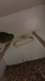 Kanarie, Meerdere dieren, Kleurkanarie