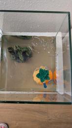 Te koop guppys, Dieren en Toebehoren, Ophalen, Nieuw