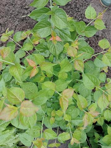 Planten en struiken  beschikbaar voor biedingen