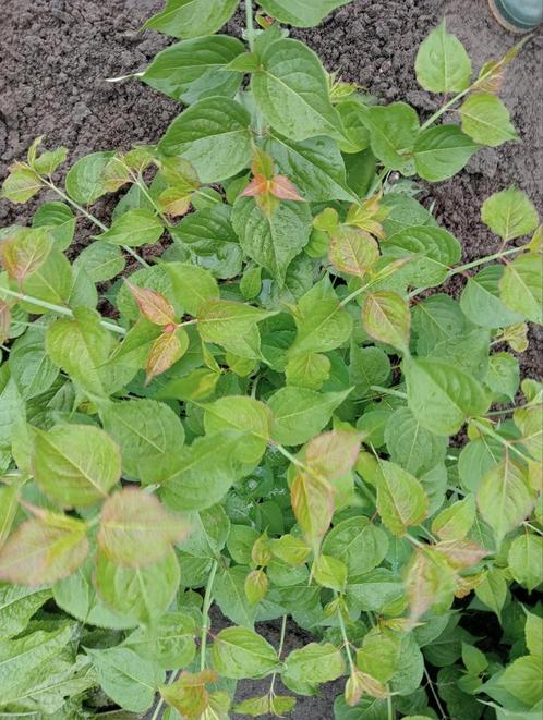 Planten en struiken, Tuin en Terras, Planten | Tuinplanten, Overige soorten, Volle zon, Zomer, Ophalen
