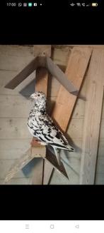 Mooie kleurpostduif kleurpostduiven, Dieren en Toebehoren, Vogels | Duiven, Mannelijk, Postduif