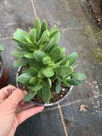 Crassula zwazienzies of money tree pot12cm, Huis en Inrichting, Kamerplanten, Ophalen of Verzenden, Halfschaduw, Minder dan 100 cm