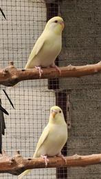 jonge grasparkieten, Dieren en Toebehoren, Vogels | Parkieten en Papegaaien, Geslacht onbekend, Parkiet