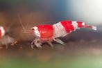 PRL Cristal Red Garnaal., Dieren en Toebehoren, Kreeft, Krab of Garnaal, Zoetwatervis, Schoolvis