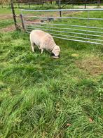 Te koop poll dorset ram, Dieren en Toebehoren, Schapen, Geiten en Varkens, Mannelijk, Schaap