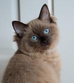 Raszuivere ragdoll kitten (katertje) MET STAMBOOM! Dekkater, Dieren en Toebehoren, Katten en Kittens | Raskatten | Langhaar, Kater
